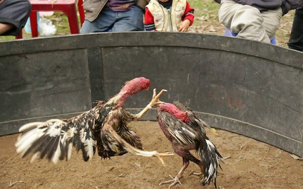 chết gà-soc-ga-hieu-qua-3