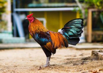 chọn gà-soc-ga-hieu-qua-1