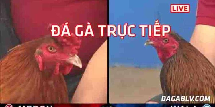 cựa sắt Thomo -soc-ga-hieu-qua-1