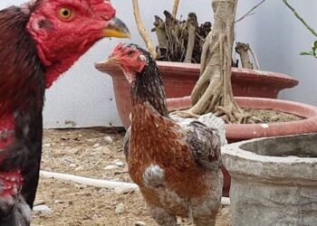 ghép gà trống-soc-ga-hieu-qua-1