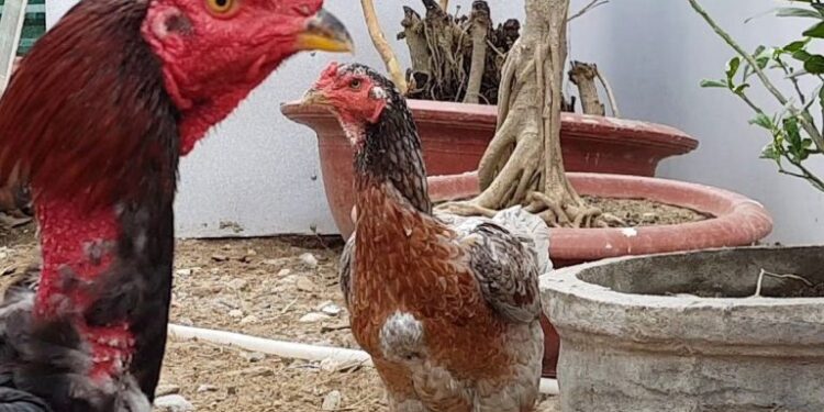 ghép gà trống-soc-ga-hieu-qua-1