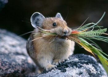 giấc mơ thấy chuột-1