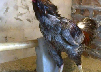 giới chọi gà -1