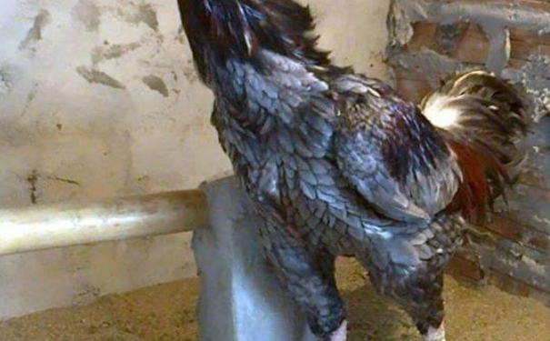 giới chọi gà -1