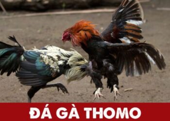 gà Thomo 2021 -1