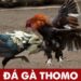 gà Thomo 2021 -1