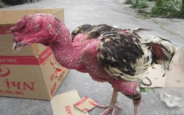 gà bị ốm-soc-ga-hieu-qua-2