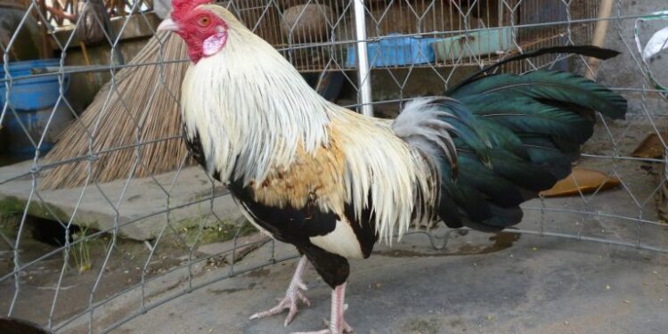 gà chuối chiến-1