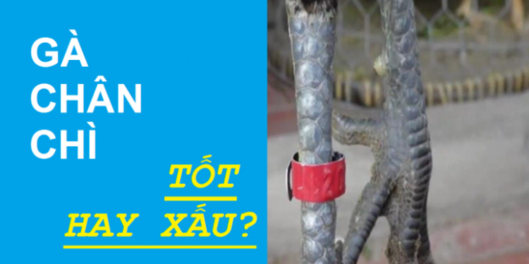 gà chân chì -