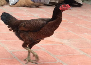 gà chọi mái-soc-ga-hieu-qua-3