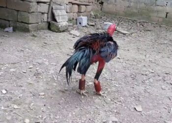 gà chọi máu chiến-ga-ga-da-sung-3