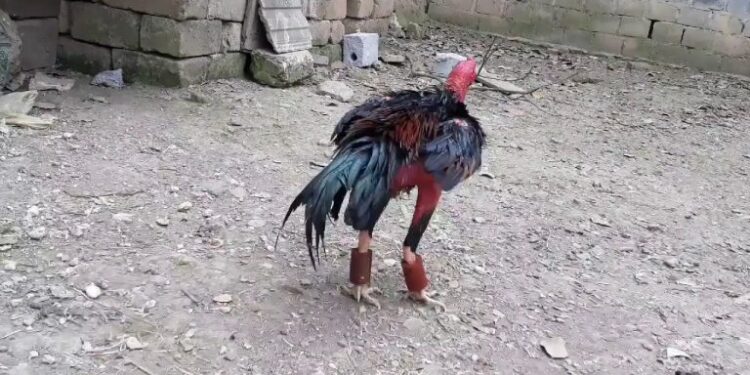 gà chọi máu chiến-ga-ga-da-sung-3