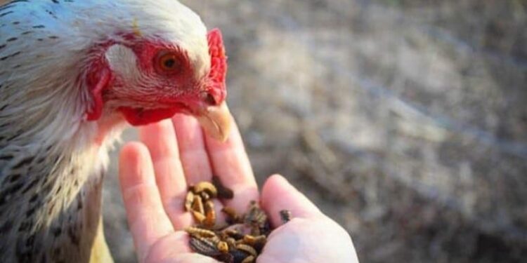 gà ăn đậu nành-1