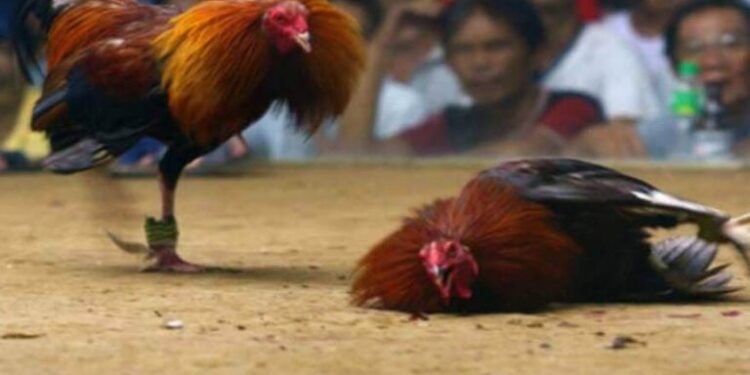 gà đá cựa-1