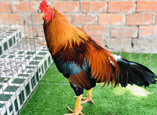 gà đá cựa sắt-1
