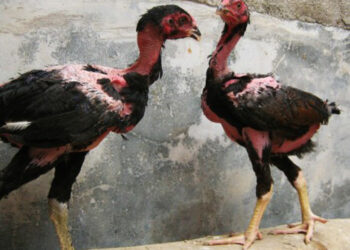 gà đá tơ-soc-ga-hieu-qua-2