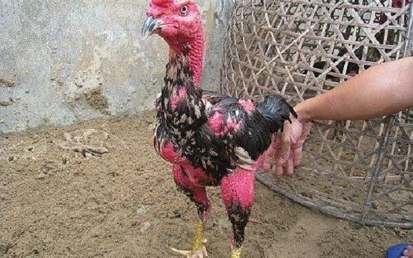 lông mượt-soc-ga-hieu-qua-1