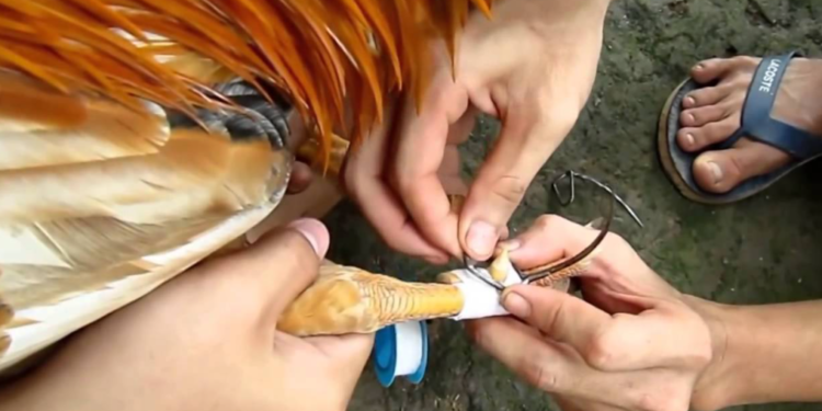 lắp cựa gà chọi-1