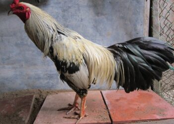 màu lông gà-soc-ga-hieu-qua-2