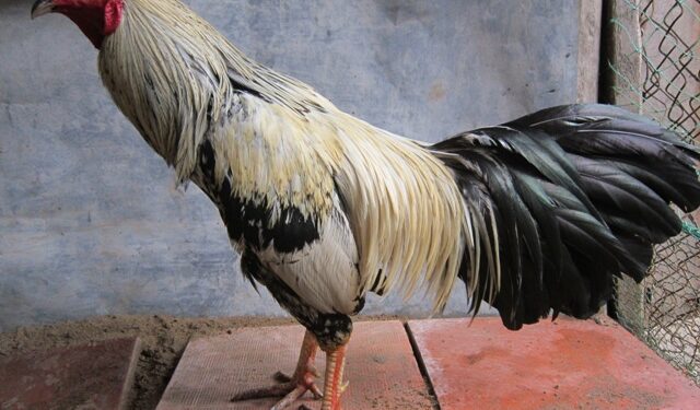 màu lông gà-soc-ga-hieu-qua-2