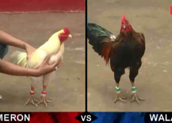 rút tiền nhà cái SV388-nha-cai-1