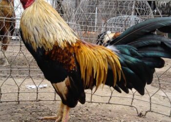 nuôi gà tre -ga-hieu-qua-2