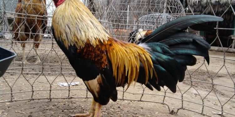 nuôi gà tre -ga-hieu-qua-2