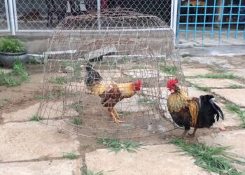 nuôi-gà-đá-bo-lớn-1