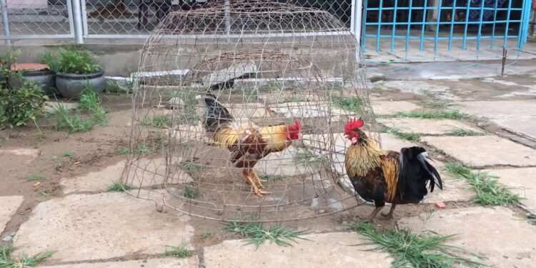 nuôi-gà-đá-bo-lớn-1