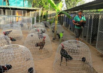 nuôi gà đá cựa sắt-soc-ga-hieu-qua-2