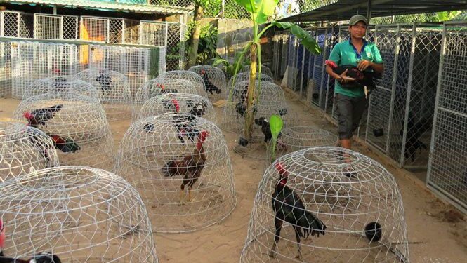 nuôi gà đá cựa sắt-soc-ga-hieu-qua-2