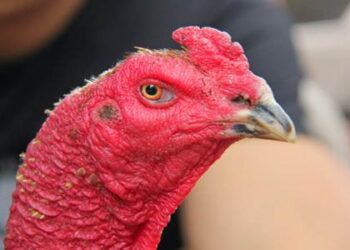 nấm họng-soc-ga-hieu-qua-1