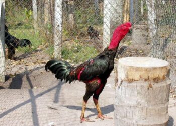 phơi nắng gà đá-1