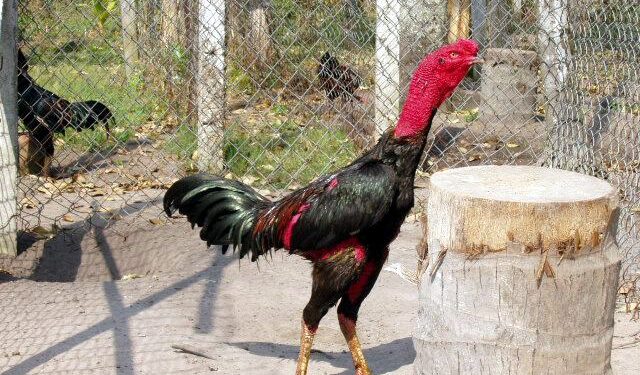 phơi nắng gà đá-1