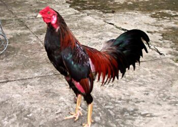 thần kê bất trị-soc-ga-hieu-qua-2