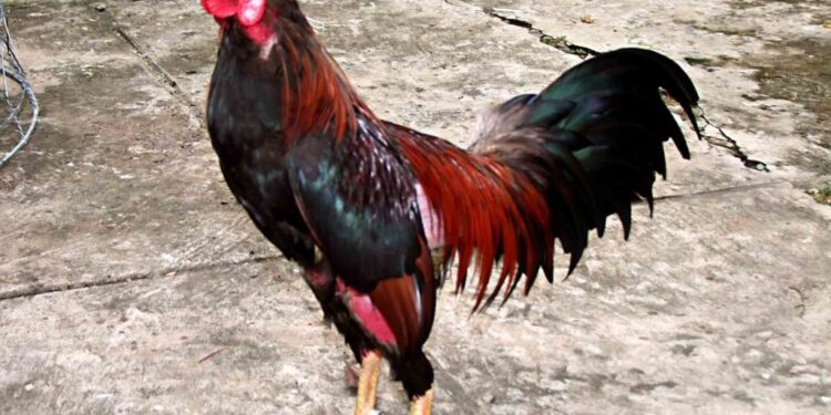 thần kê bất trị-soc-ga-hieu-qua-2