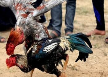 thần kê cựa sắt-1