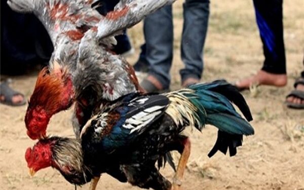 thần kê cựa sắt-1