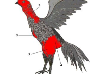 tử huyệt-soc-ga-hieu-qua-1