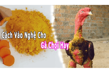 vào nghệ cho gà chọi-ga-truc-tuyen-1