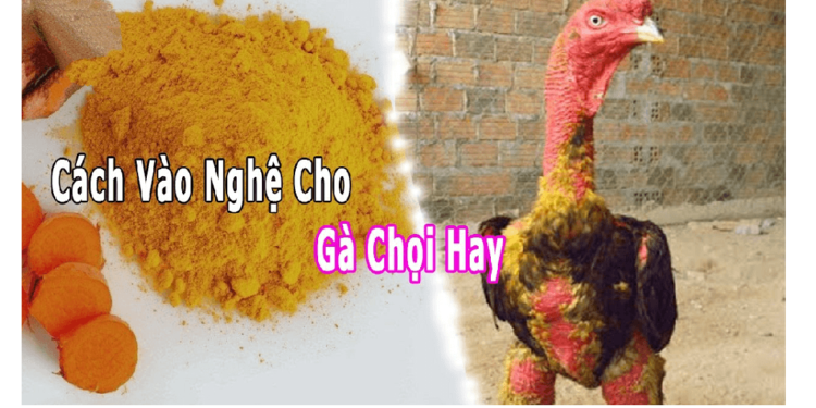 vào nghệ cho gà chọi-ga-truc-tuyen-1