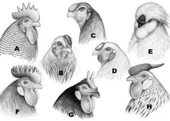 xem tướng gà chọi -soc-ga-hieu-qua-2