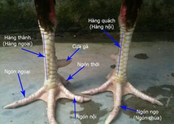 xem tướng gà đá-2