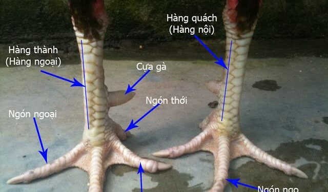 xem tướng gà đá-2