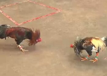 Đá Gà Cựa -tin-1