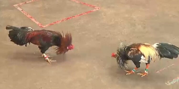 Đá Gà Cựa -tin-1