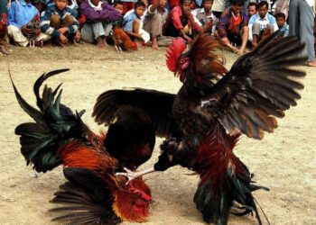 Đá gà chuyên nghiệp2