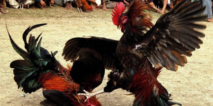 Đá gà chuyên nghiệp2