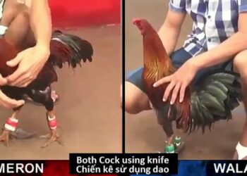 Đá gà cựa dao Campuchia - 1
