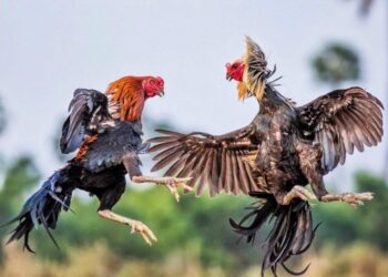 Đá gà tre Thái Lan-1